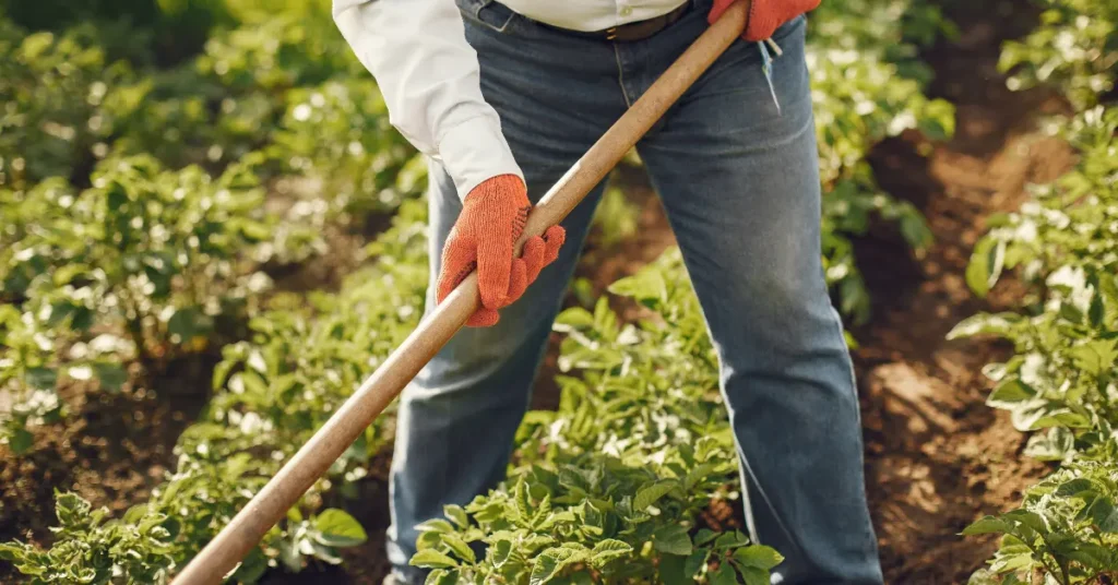 green-vegetable-farming-in-india