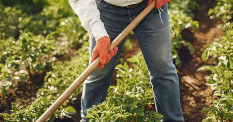green-vegetable-farming-in-india