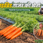 Hybrid-gajar-ki-kheti-in-india