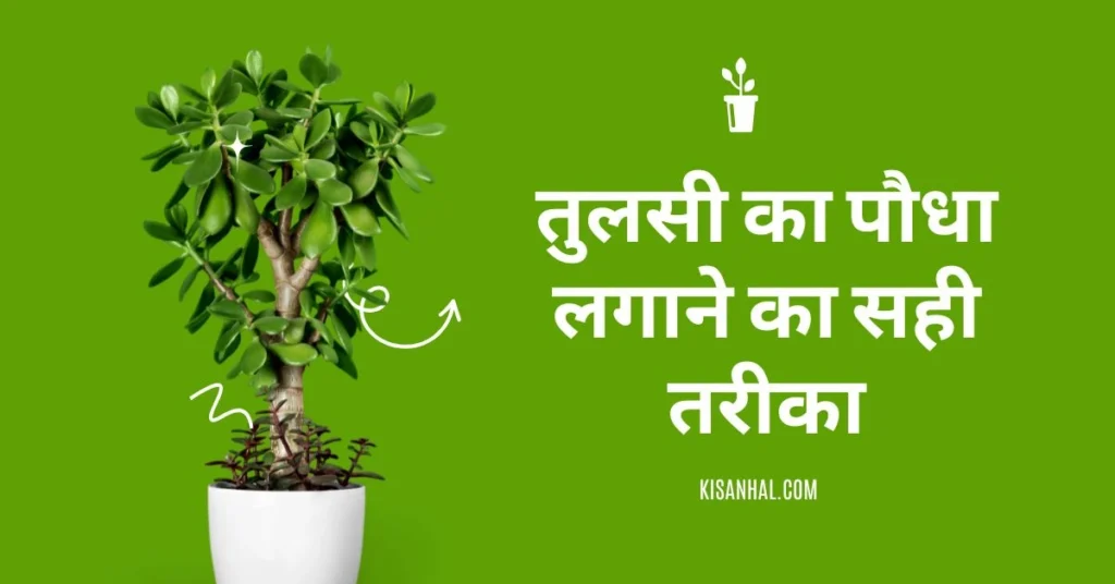 Tulsi-plant