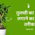 Tulsi-plant