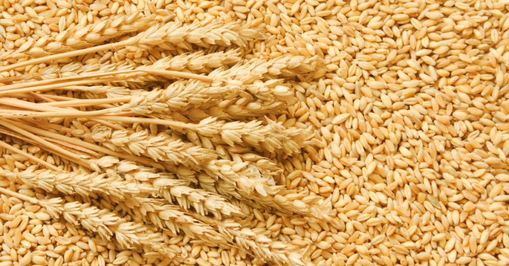 गेहूं की फसल कटाई के बाद प्रबंधन: सुरक्षित स्टोरेज और नुकसान कम करने की पूरी गाइड (2026)