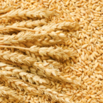 गेहूं की फसल कटाई के बाद प्रबंधन: सुरक्षित स्टोरेज और नुकसान कम करने की पूरी गाइड (2026)